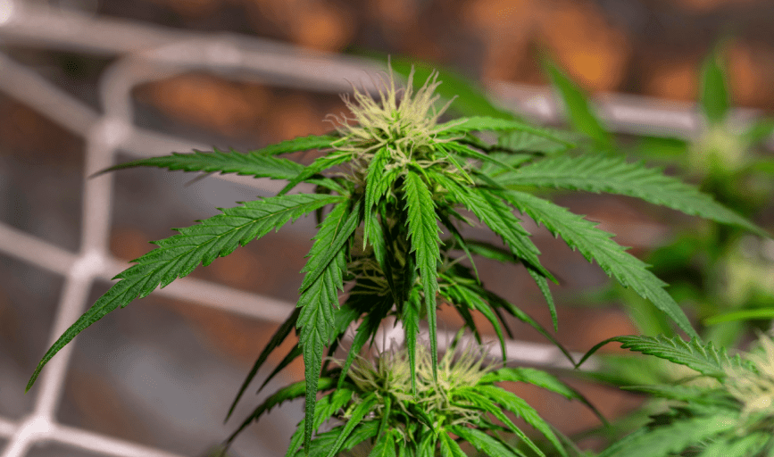 THC-A FLOWER